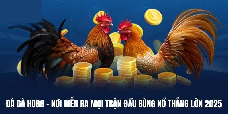 Tham gia trải nghiệm nhiều loại hình đá gà Ho88 đặc sắc